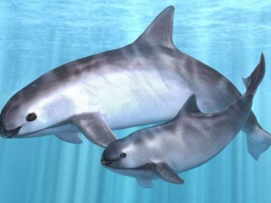 ����ʮ����ϡ�еĄ�(d��ng)��������צ��Ϭţȫ��H��35�^���h(yu��n)�|���F(xi��n)��s10ֻ