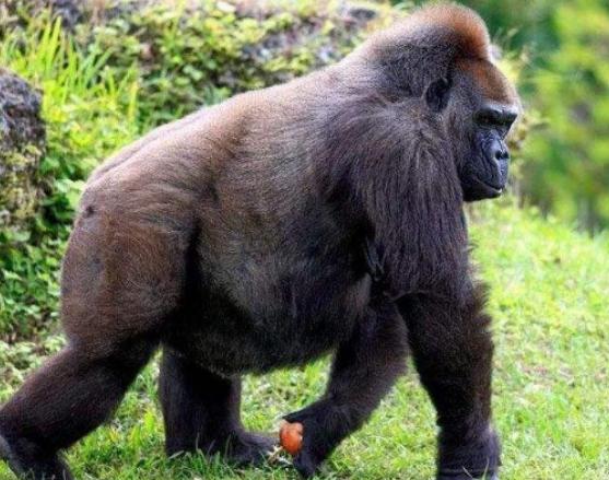 ����ʮ����ϡ�еĄ�(d��ng)��������צ��Ϭţȫ��H��35�^���h(yu��n)�|���F(xi��n)��s10ֻ