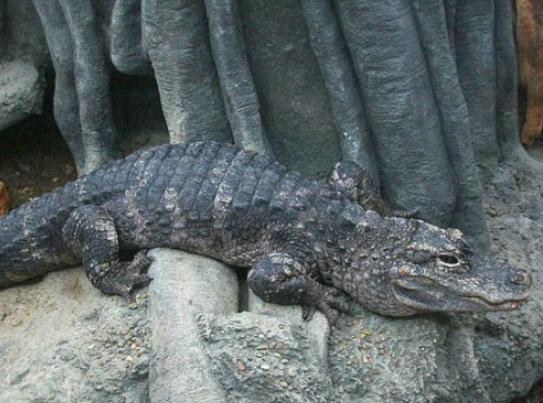 ����ʮ����ϡ�еĄ�(d��ng)��������צ��Ϭţȫ��H��35�^���h(yu��n)�|���F(xi��n)��s10ֻ