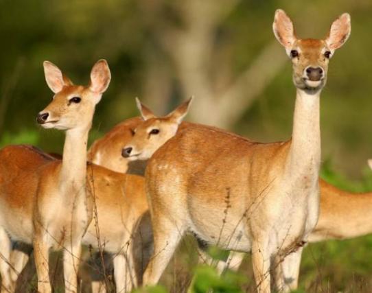 ����ʮ����ϡ�еĄ�(d��ng)��������צ��Ϭţȫ��H��35�^���h(yu��n)�|���F(xi��n)��s10ֻ