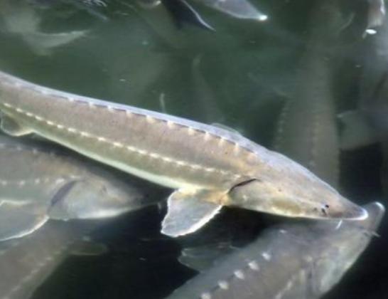 ȫ��ʮ�����F��ˮ�~���а��������~�ڸ������͡������~��ֳ�����O��