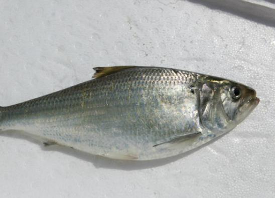 ȫ��ʮ�����F��ˮ�~���а��������~�ڸ������͡������~��ֳ�����O��