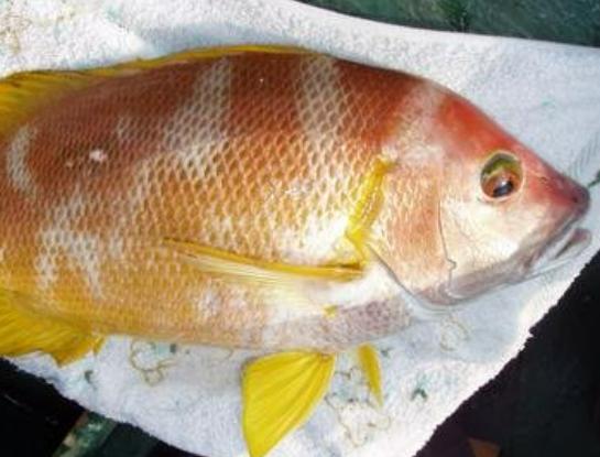 ȫ��ʮ�����F��ˮ�~���а��������~�ڸ������͡������~��ֳ�����O��