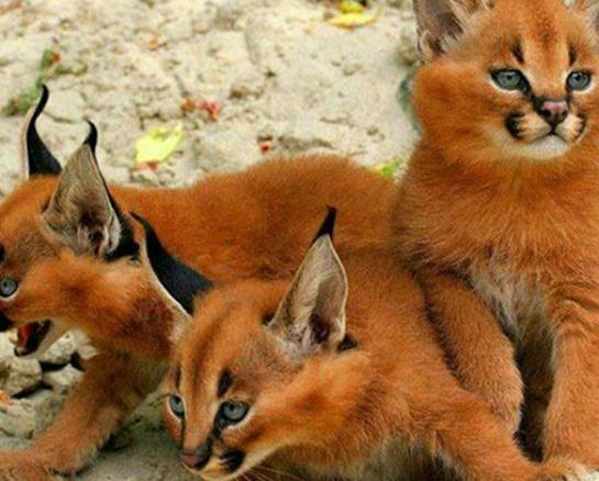 ����ʮ����B؈�Ƅ���ϻ��܃��͡��{���ǅ���֮��