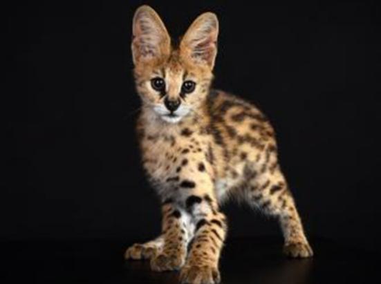 ����ʮ����B؈�Ƅ���ϻ��܃��͡��{���ǅ���֮��