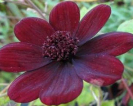 �����������صĻ����а����`�m���ǳ�ϡ�С��ɿ��������ǞlΣ����