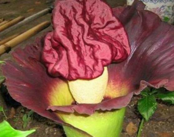 �����������صĻ����а����`�m���ǳ�ϡ�С��ɿ��������ǞlΣ����