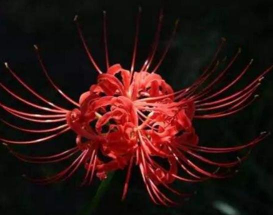 �����������صĻ����а����`�m���ǳ�ϡ�С��ɿ��������ǞlΣ����