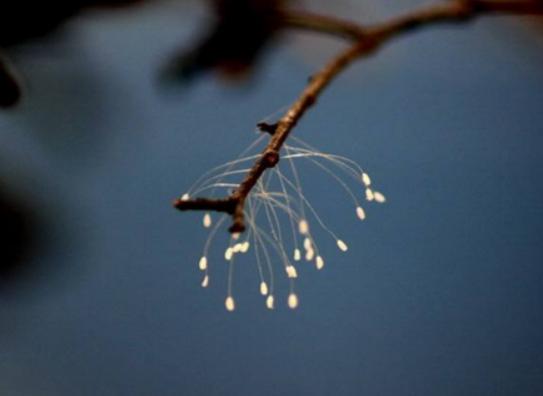 �����������صĻ����а����`�m���ǳ�ϡ�С��ɿ��������ǞlΣ����