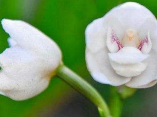 �����������صĻ����а����`�m���ǳ�ϡ�С��ɿ��������ǞlΣ����