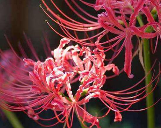 ʮ�����ڼ����B(y��ng)�Ļ���һƷ�t֭Һ��(hu��)�̼�Ƥ�w���˰���Ԣ�ⲻ����