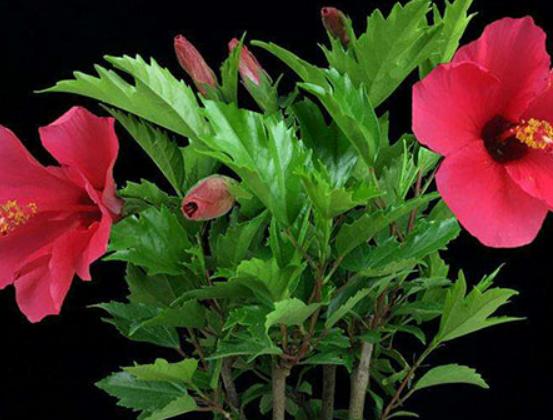 ʮ�����ڼ����B(y��ng)�Ļ���һƷ�t֭Һ��(hu��)�̼�Ƥ�w���˰���Ԣ�ⲻ����