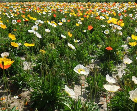 ʮ�����ڼ����B(y��ng)�Ļ���һƷ�t֭Һ��(hu��)�̼�Ƥ�w���˰���Ԣ�ⲻ����