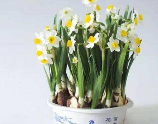 ʮ�����ڼ����B(y��ng)�Ļ���һƷ�t֭Һ��(hu��)�̼�Ƥ�w���˰���Ԣ�ⲻ����