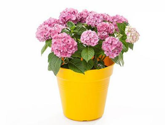 ʮ�����ڼ����B(y��ng)�Ļ���һƷ�t֭Һ��(hu��)�̼�Ƥ�w���˰���Ԣ�ⲻ����