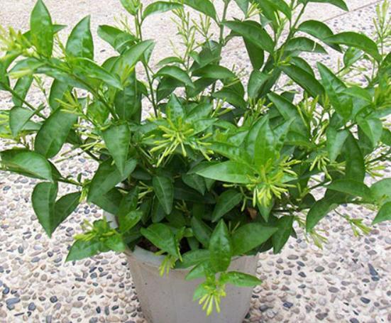 ʮ�����ڼ����B(y��ng)�Ļ���һƷ�t֭Һ��(hu��)�̼�Ƥ�w���˰���Ԣ�ⲻ����