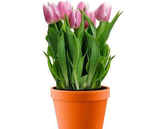 ʮ�����ڼ����B(y��ng)�Ļ���һƷ�t֭Һ��(hu��)�̼�Ƥ�w���˰���Ԣ�ⲻ����