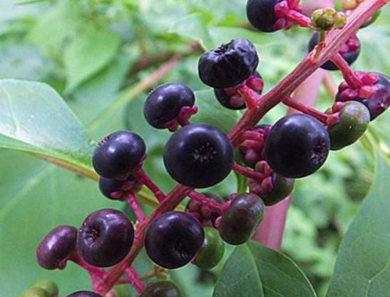 ʮ�󄡶�Ұ�����а������Ҫ�����������������˻���