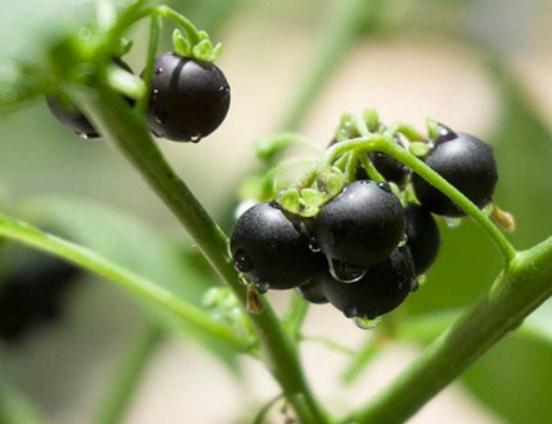 ʮ�󄡶�Ұ�����а������Ҫ�����������������˻���