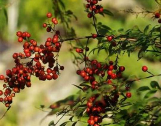 ʮ�󄡶�Ұ�����а������Ҫ�����������������˻���