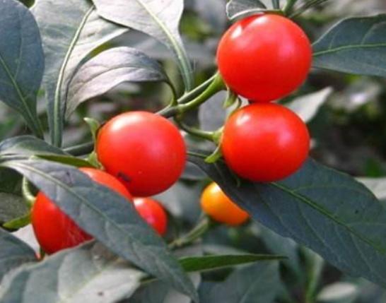 ʮ�󄡶�Ұ�����а������Ҫ�����������������˻���