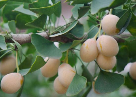 ʮ�󄡶�Ұ�����а������Ҫ�����������������˻���