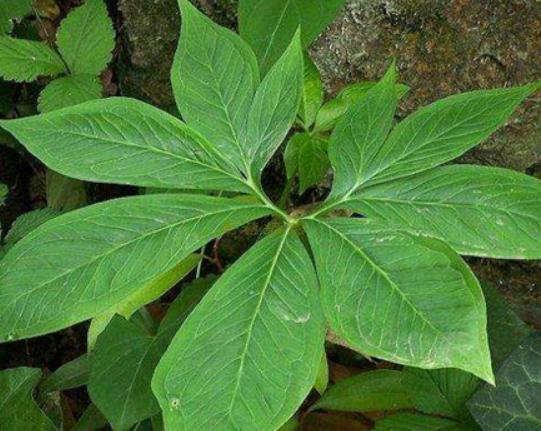 ʮ�󄡶�Ұ�����а������Ҫ�����������������˻���