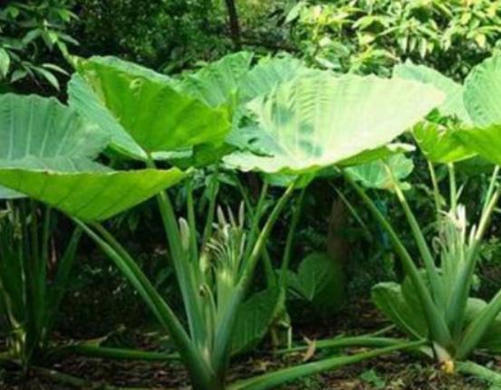 ʮ�󄡶�Ұ�����а������Ҫ�����������������˻���