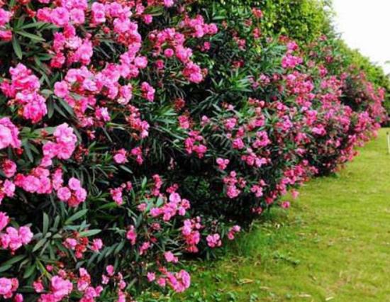 ʮ�󄡶�Ұ�����а������Ҫ�����������������˻���