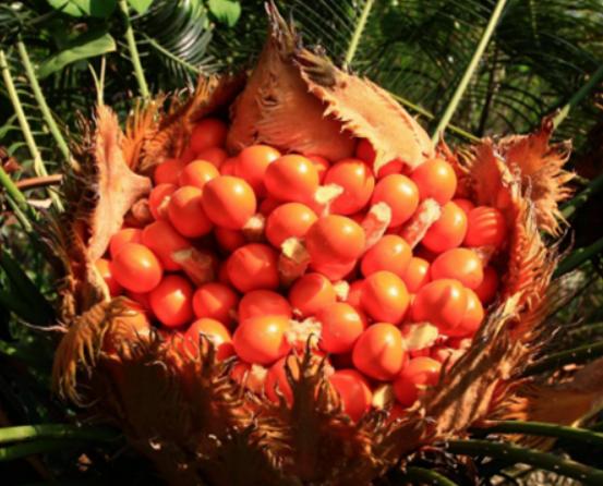 ʮ�󄡶�Ұ�����а������Ҫ�����������������˻���