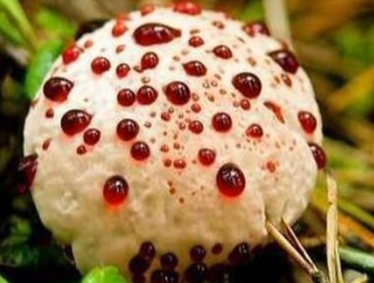 ���������������ʮ��Ģ����Ѫ�X�����Ժ܏���ʳ��¹�������ؿ�����