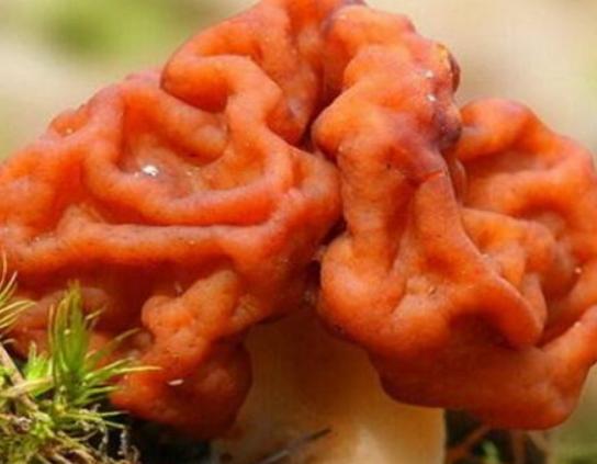 ���������������ʮ��Ģ����Ѫ�X�����Ժ܏���ʳ��¹�������ؿ�����