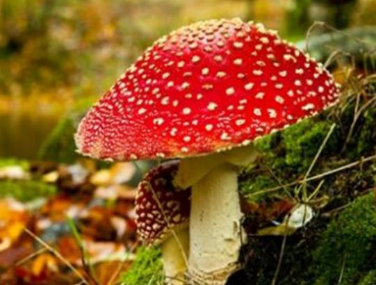 ���������������ʮ��Ģ����Ѫ�X�����Ժ܏���ʳ��¹�������ؿ�����