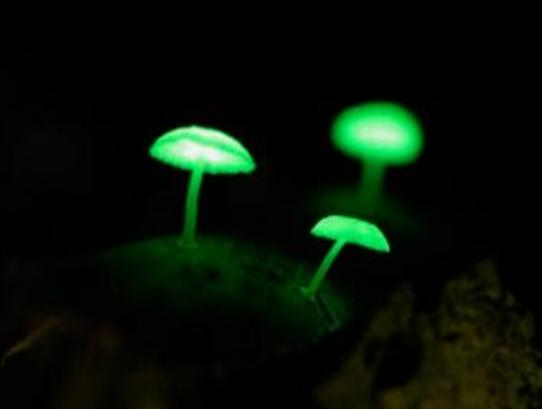 ���������������ʮ��Ģ����Ѫ�X�����Ժ܏���ʳ��¹�������ؿ�����