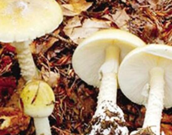 ���������������ʮ��Ģ����Ѫ�X�����Ժ܏���ʳ��¹�������ؿ�����