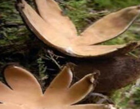 ���������������ʮ��Ģ����Ѫ�X�����Ժ܏���ʳ��¹�������ؿ�����