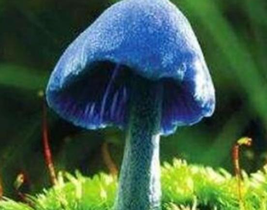 ���������������ʮ��Ģ����Ѫ�X�����Ժ܏���ʳ��¹�������ؿ�����