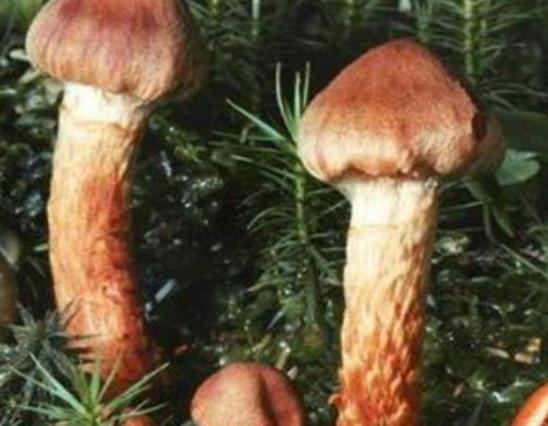 ���������������ʮ��Ģ����Ѫ�X�����Ժ܏���ʳ��¹�������ؿ�����