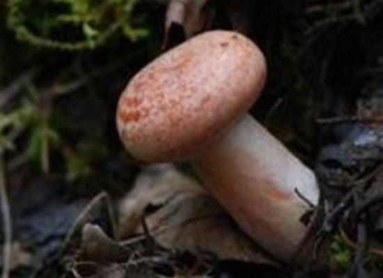 ���������������ʮ��Ģ����Ѫ�X�����Ժ܏���ʳ��¹�������ؿ�����