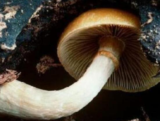 ���������������ʮ��Ģ����Ѫ�X�����Ժ܏���ʳ��¹�������ؿ�����