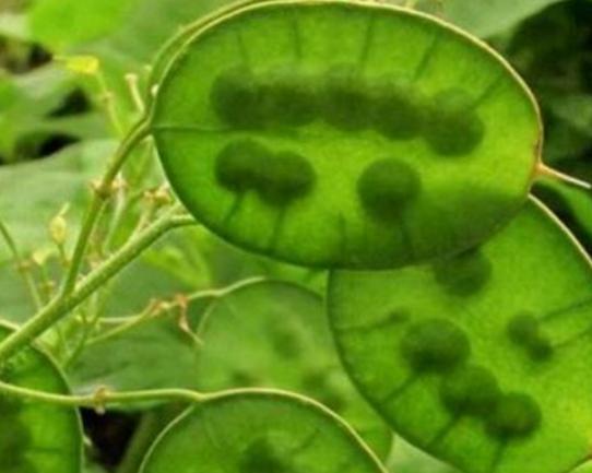 ����ʮ���殐ֲ����������݆��׌������η�֡��y�Ȳ������\��Ԣ��