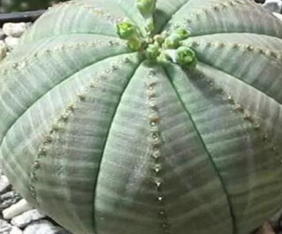 ����ʮ���殐ֲ����������݆��׌������η�֡��y�Ȳ������\��Ԣ��