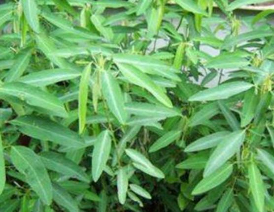 ����ʮ���殐ֲ����������݆��׌������η�֡��y�Ȳ������\��Ԣ��