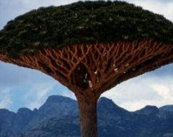 ����ʮ���殐ֲ����������݆��׌������η�֡��y�Ȳ������\��Ԣ��