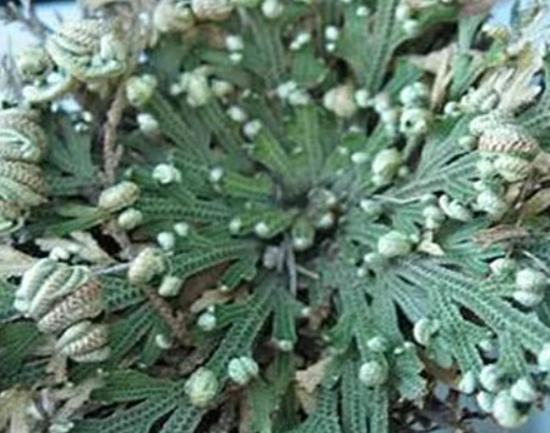 ����ʮ���殐ֲ����������݆��׌������η�֡��y�Ȳ������\��Ԣ��