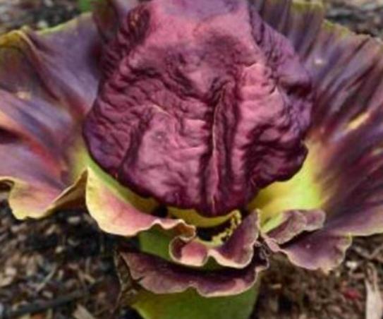 ����ʮ���殐ֲ����������݆��׌������η�֡��y�Ȳ������\��Ԣ��