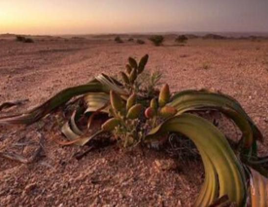 ����ʮ���殐ֲ����������݆��׌������η�֡��y�Ȳ������\��Ԣ��