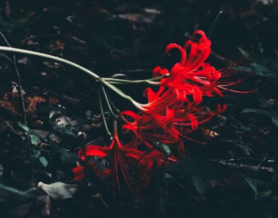 ����ʮ�󱯂��Ļ��Z��ݱ�»����Zĩ·֮�����˰������Z�����Ļؑ�