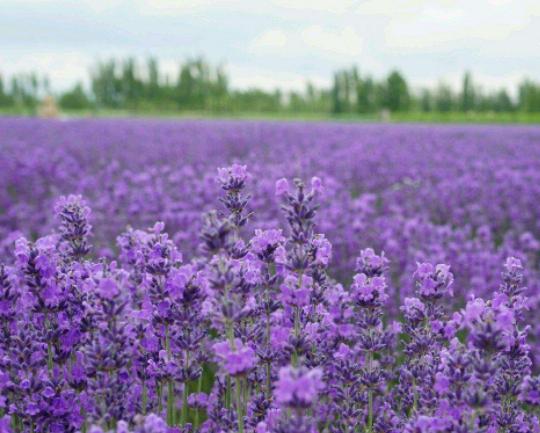 ����ʮ�󱯂��Ļ��Z��ݱ�»����Zĩ·֮�����˰������Z�����Ļؑ�