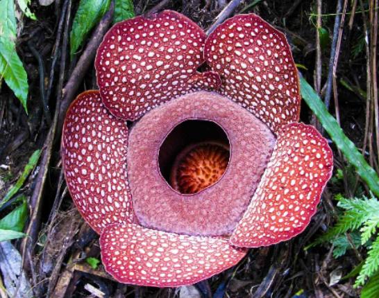 ����ʮ��Σ�U(xi��n)��ֲ���Ů�˻�֭Һ���ԏ�(qi��ng)���������w������